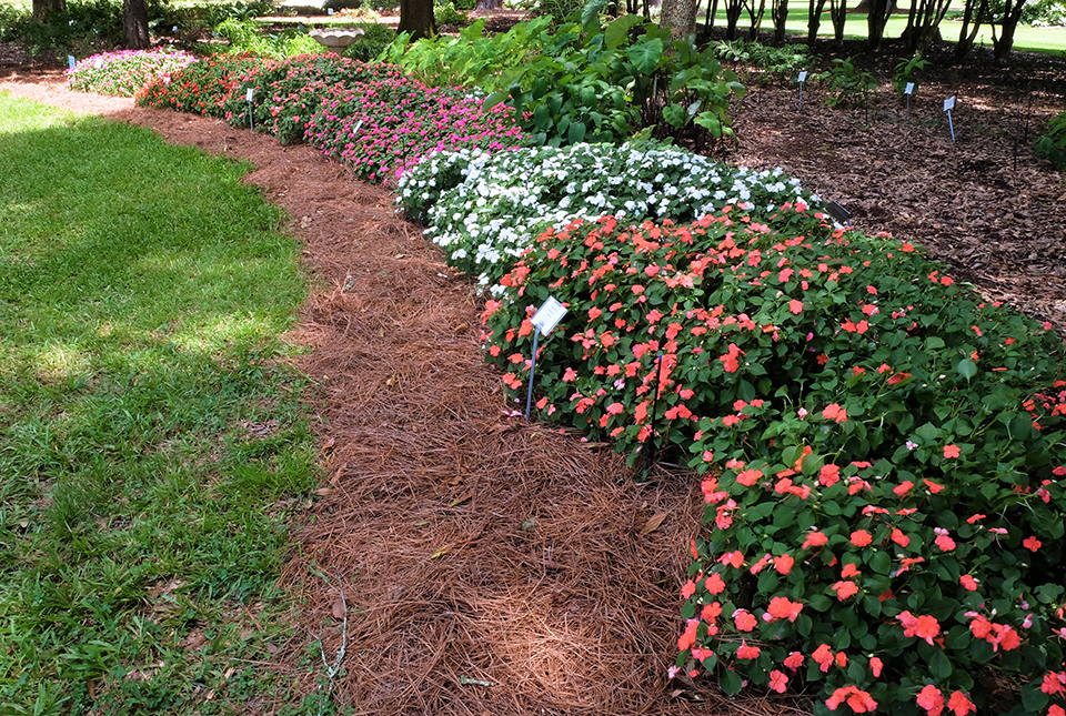 Pink and red flowering bushes.